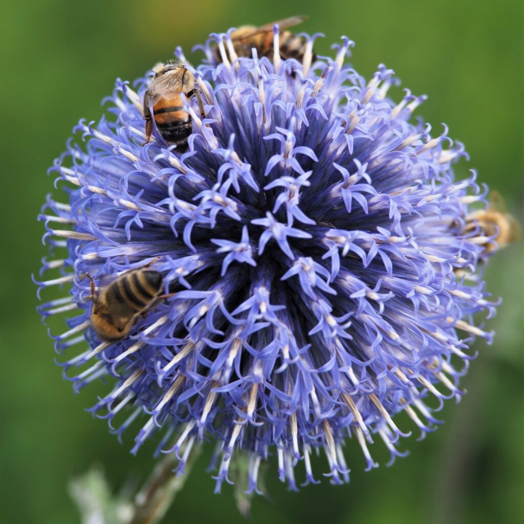 Kugeldistel