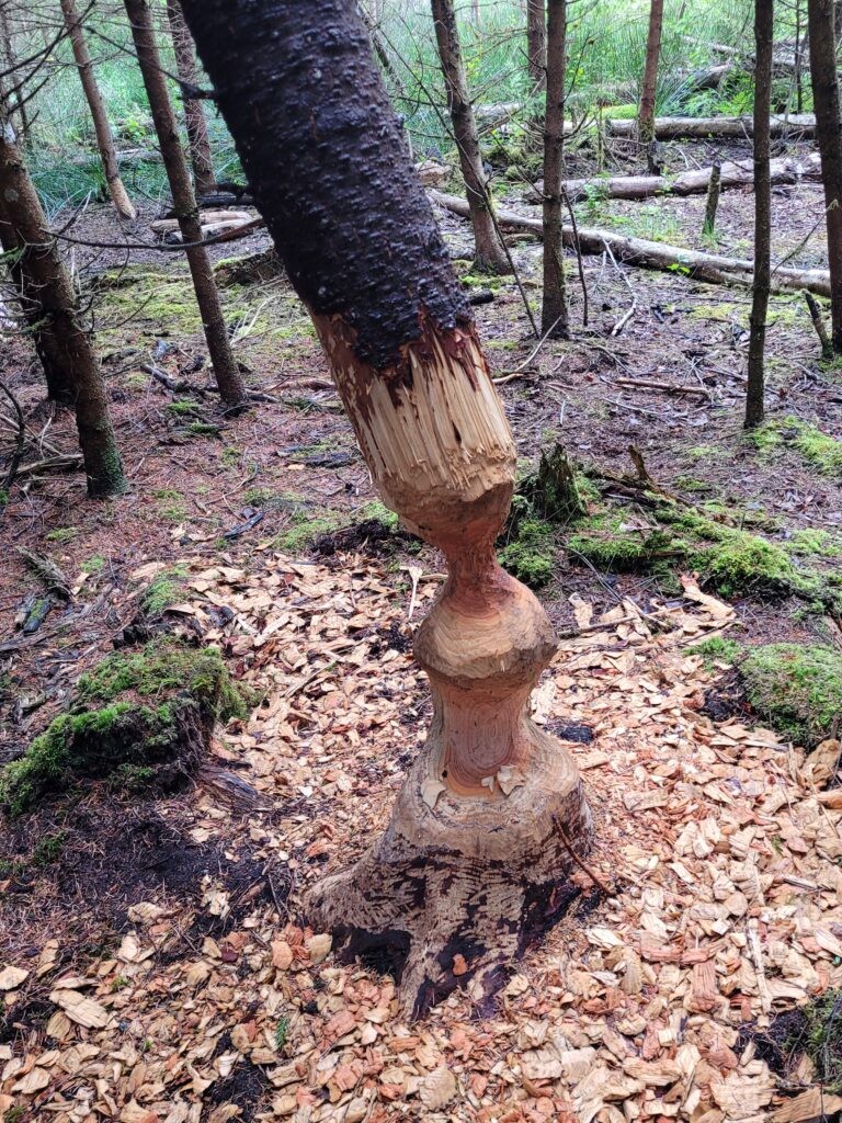 In Hubertshofen entsteht ein Biberwald