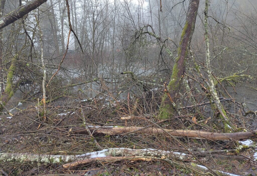 Weiher bei Beginn der Gehölzentnahme im Winter 2025/26